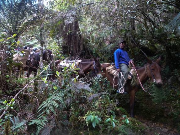 Encontro com tropa de mulas na trilha do Pico Duarte, na República Dominicana